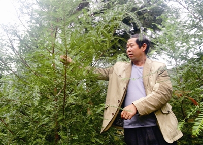 张泽军:种植红豆杉助农快致富