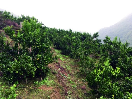 图为陈其的柑橘园。