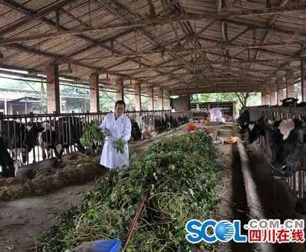 响应政府号召回家养奶牛 一养就是13年