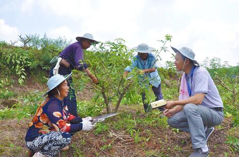 农业技术员在为正在修枝的村民们传授技术