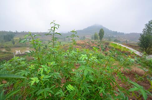 漫山遍野的花椒树正在茁壮成长中