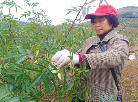 四川广安脱贫致富经:荒山里结出“金果子”