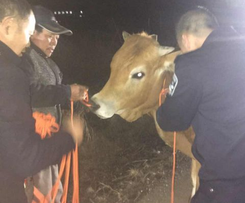 牛不见了 接到电话说牛找到了顿时喜极而泣