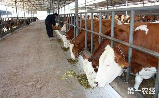 李东风:高管辞职返乡创业 生态养牛共同致富