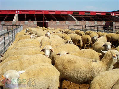 肉羊养殖园区