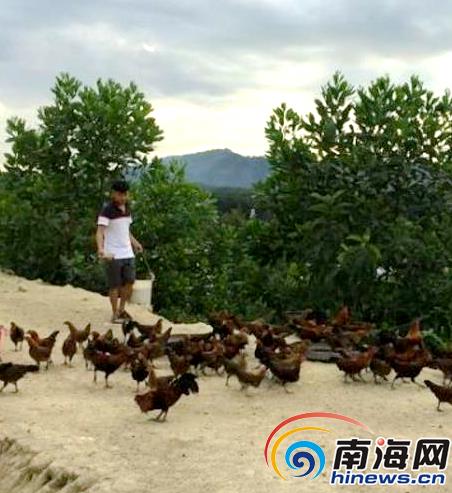 养山鸡年收入超4万 吃穿不愁建新房