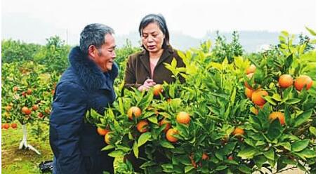 创业不忘拉残疾人一把 退休教师当“领头雁”