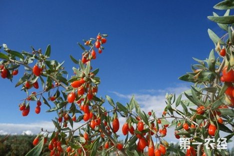 焦慧平种枸杞远销海外 年增收千万元