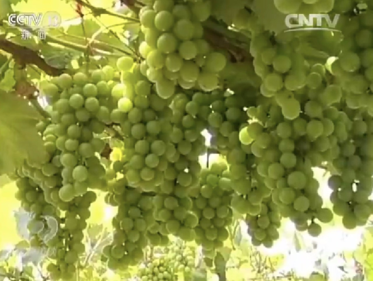 2017һļũҵչҪìʲôָô죿