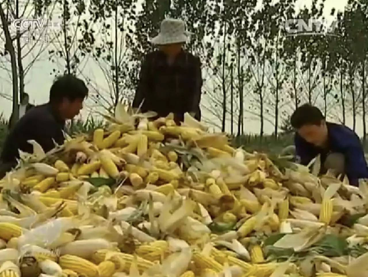 2017һļũҵչҪìʲôָô죿