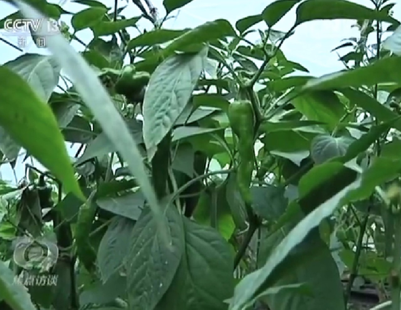 2017һļũҵչҪìʲôָô죿