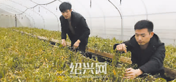 мСͷСɽ֡ɲݡ ΢Ÿ㡰ֱ