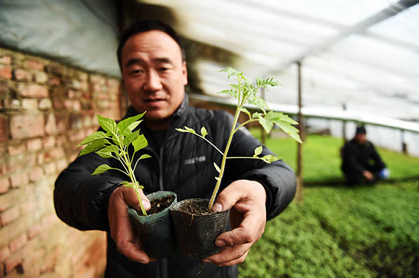 2月15日,种植户在展示长势旺盛的秧苗。