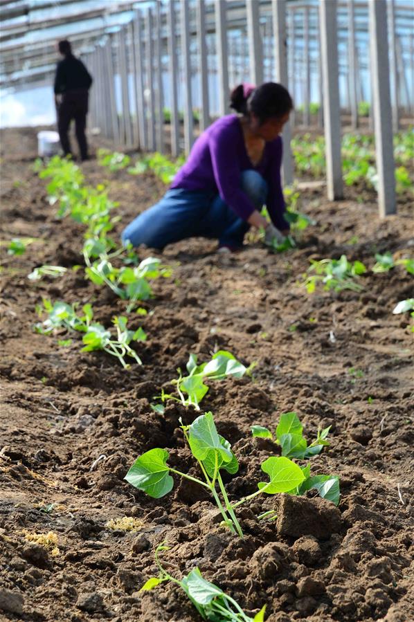 34գɽʡΫл¥ֵСׯũֲܿ硣