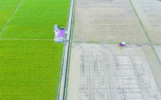 4月4日,道县清塘镇原地正和农场,农机手驾驶拖拉机在耕田。清明时节,随着气温逐渐回暖,该县农民抢抓农时开展农事作业,田间地头一派忙碌的景象。