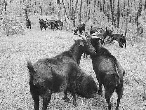 ͻɫģʽںϣںʡء ɽɴɽ¸ͷ