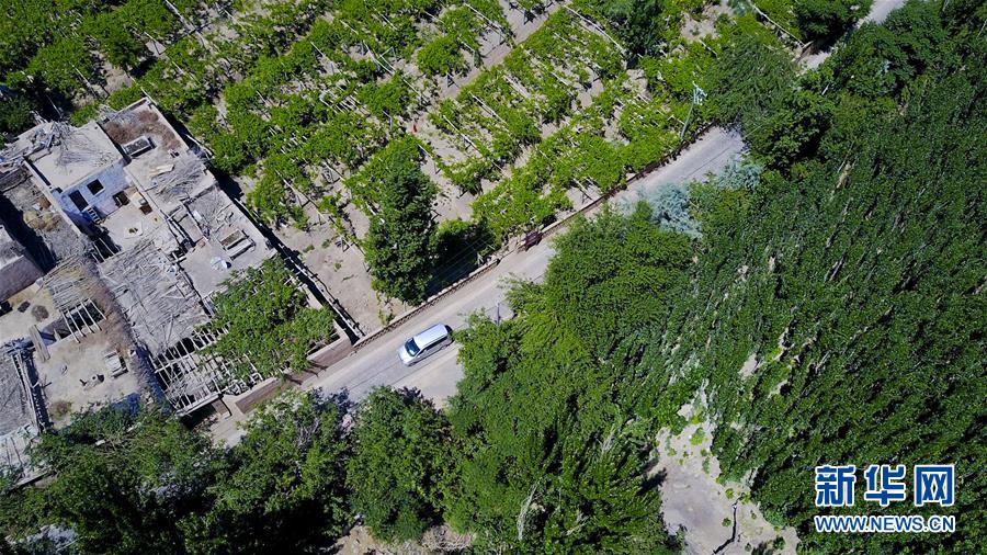 吐鲁番的“甜蜜经纪人”