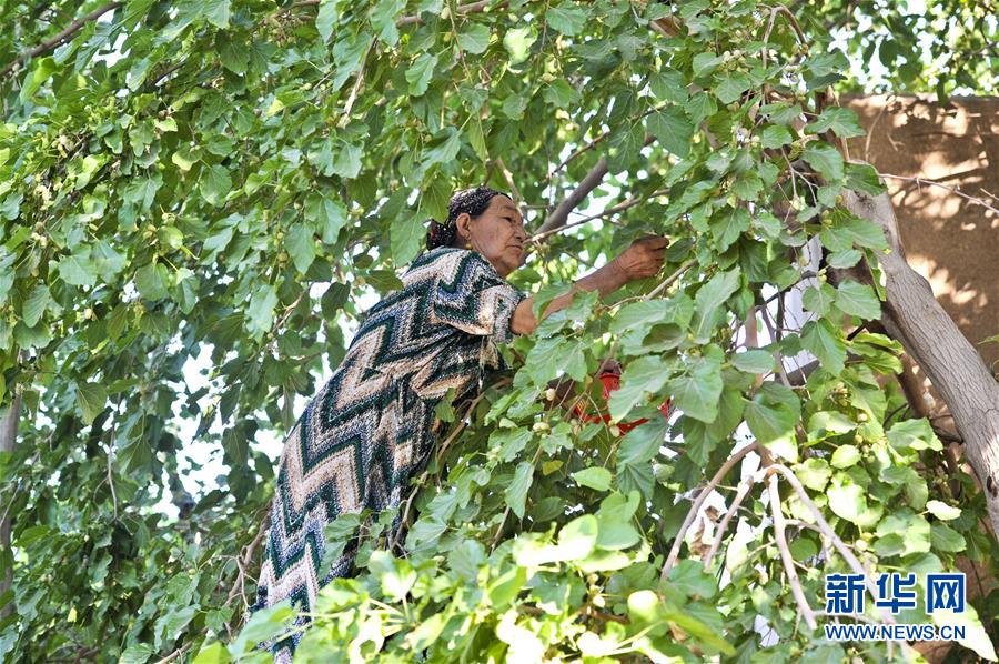 5月11日,在吐鲁番葡萄沟,一名桑农在采摘桑葚
