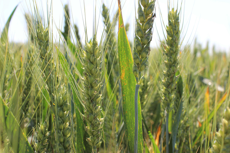 决战条锈病,农田管家在山东为农民保驾护航