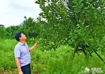 ¸˳¹ˮҪׯɡũҵ԰