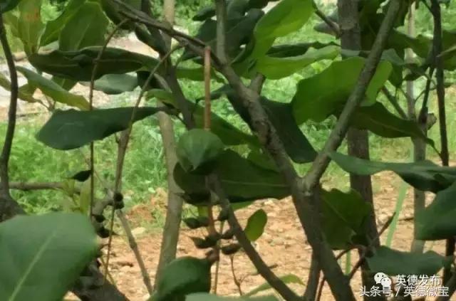 ¸˳¹ˮҪׯɡũҵ԰