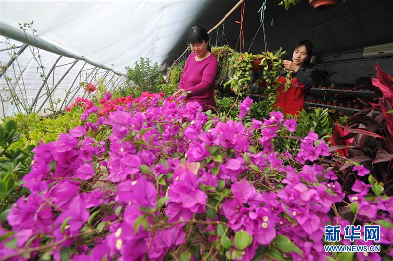 Ϊũҵũ巢չ¶ܡҹƽũҵṹԸĸ