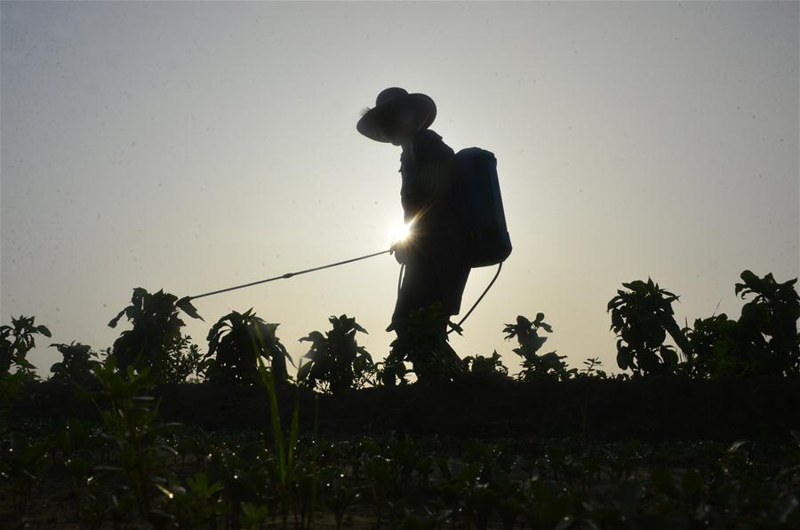 立秋农作忙