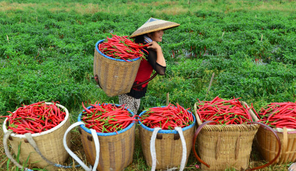 处暑时节收获忙