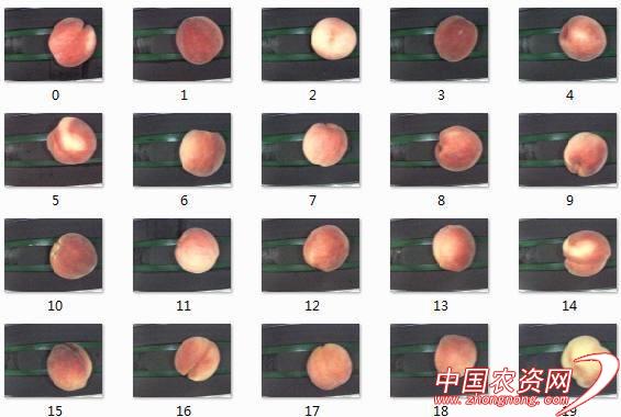 ٶȵPaddlePaddleɹũ