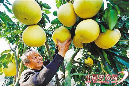 ٶȵPaddlePaddleɹũ