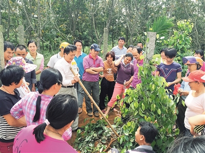 冯克煌:给胡椒“号脉”的人