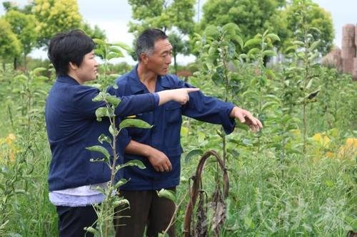 李晓霞:带领村民走上致富路