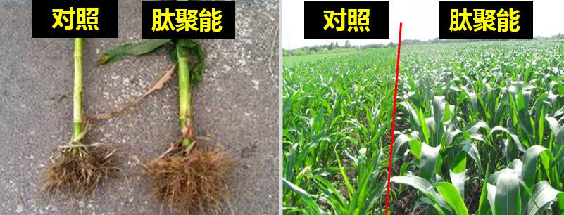 ز硢顢׺ԣҪʩʲ֢ܶҩ