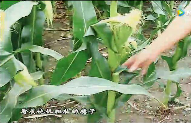 ز硢顢׺ԣҪʩʲ֢ܶҩ