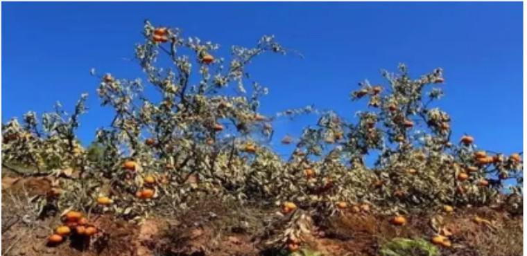 ƽÿĶ1200Ԫ 컯ԺһġʾЧ