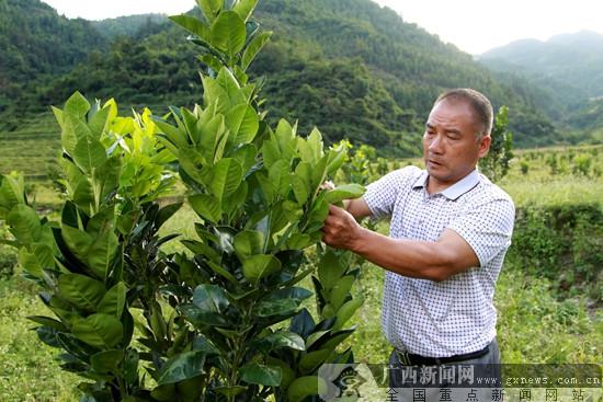 广西凌云县:“打工仔”种橘红成致富带头人