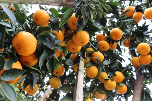 ͷ紴ҵ ̽۷մ뱼¸·