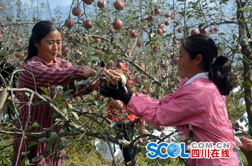 四川汉源县:糖心苹果香飘四方 “致富果”助农脱贫