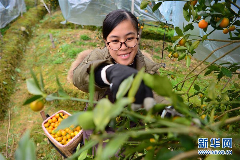 “海归”姑娘卖金桔