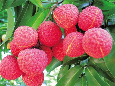 ����ũ����֦���������ᶫ·ũ�����