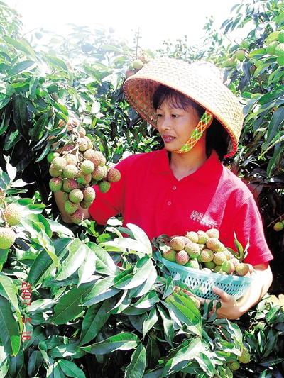 ����������֦�������졣