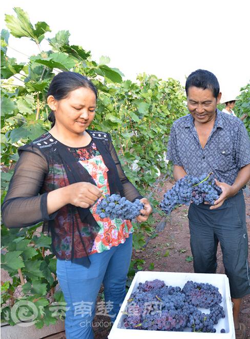 ����˫����֭��ǧĶ������������