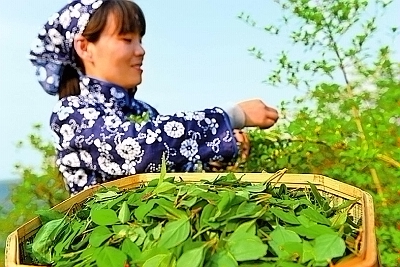 �����ų��أ�������ġ���˾+ũ��+����+��ͷ��ҵ����ģʽ