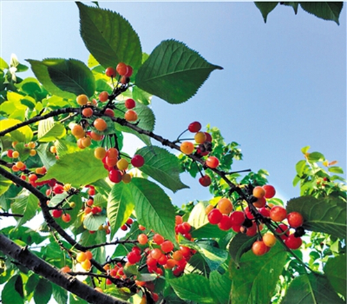 ����ͭ��˫ɽ���Сӣ�����ɴ��ҵ