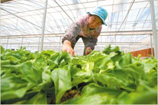 ���ޡ����ˡ��ڽ�����ͨ���ֳɹ� 12Ԫ/���Թ���Ӧ��