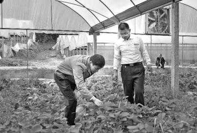 福建将乐:草莓套种大蒜效果好