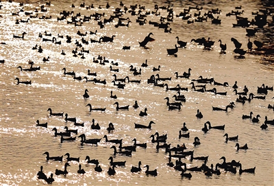 ���ϣ����ݴ���ˮů ��Ѽ�¸�