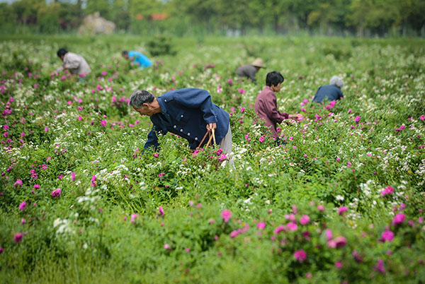 �㽭������������ǧĶ��̬õ��԰���������㾭�á�