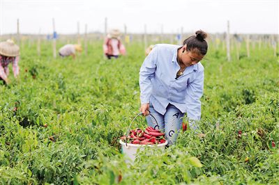 �����Ĳ���ɳ���ֽ�ϲ����