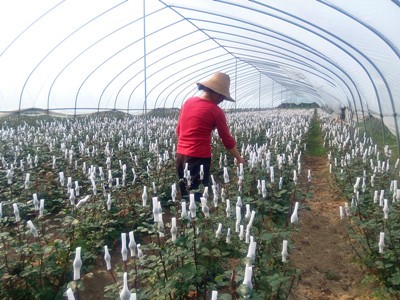 ������ɽ�ض�������ɫũҵ��ũ��